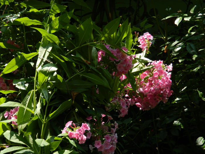 DSCN3400 - 2016 IULIE 3