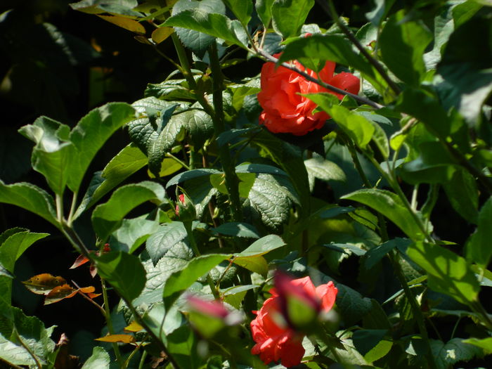 DSCN3402 - 2016 IULIE 3