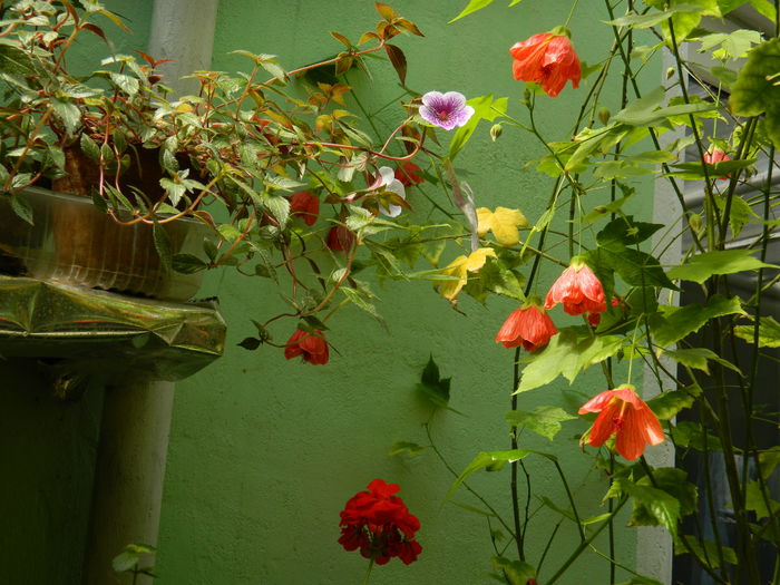 DSCN3417 - 2016 IULIE 3