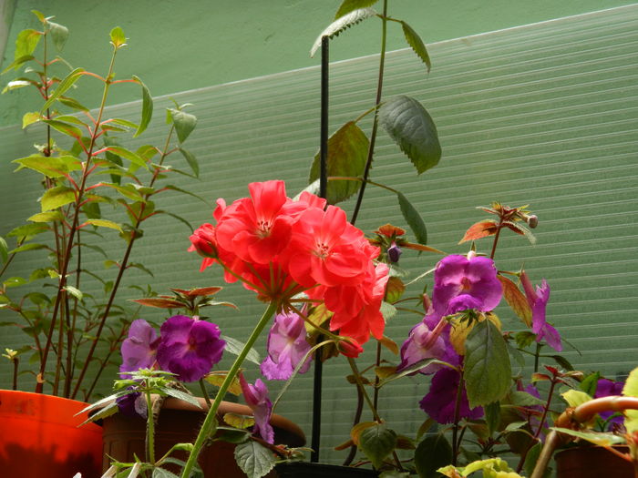 DSCN3424 - 2016 IULIE 3