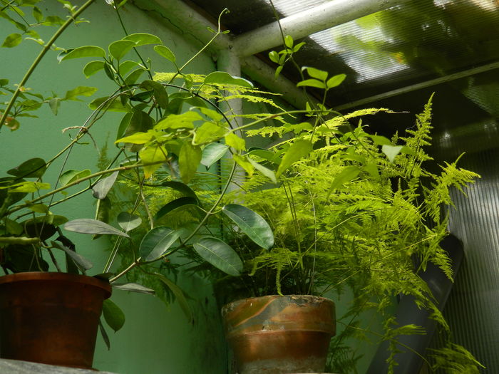 DSCN3432 - 2016 IULIE 3