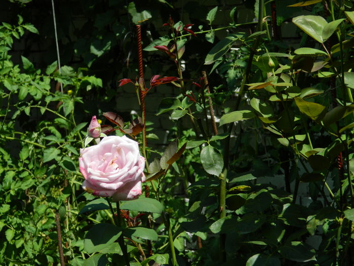 DSCN3434 - 2016 IULIE 3