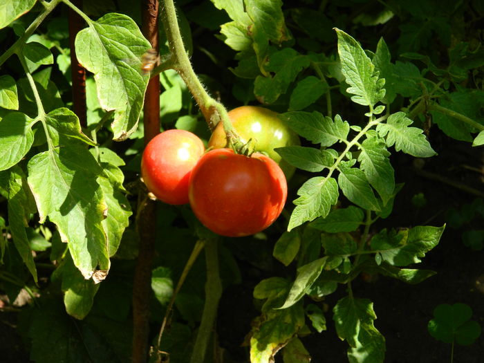 DSCN3436 - 2016 IULIE 3