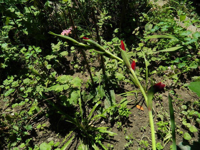 DSCN3437 - 2016 IULIE 3