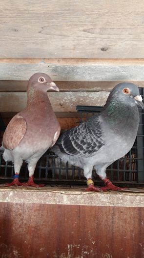 20160802_153347 - AAAAABBBB Voiajori 2016