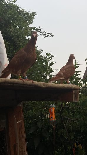 20160730_190952 - AAAAABBBB Voiajori 2016