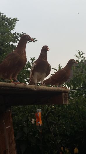 20160730_190923 - AAAAABBBB Voiajori 2016