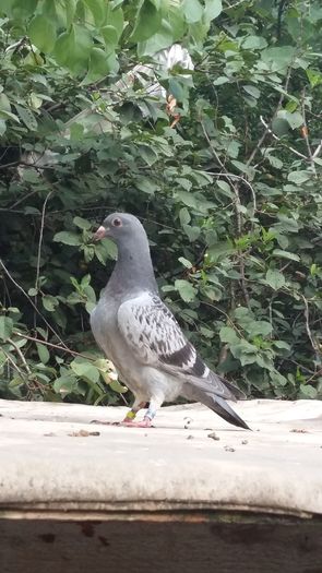 20160730_175244 - AAAAABBBB Voiajori 2016