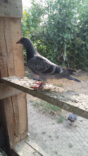 20160730_175050 - AAAAABBBB Voiajori 2016