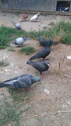 20160730_182444 - AAAAABBBB Voiajori 2016