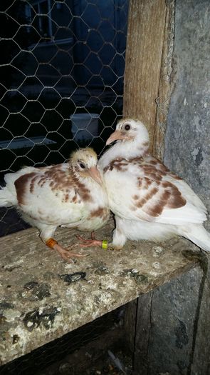 20160729_204333 - AAAAABBBB Voiajori 2016