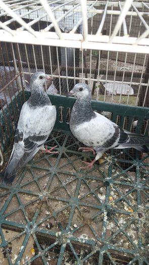 20160730_191910 - AAAAABBBB Voiajori 2016