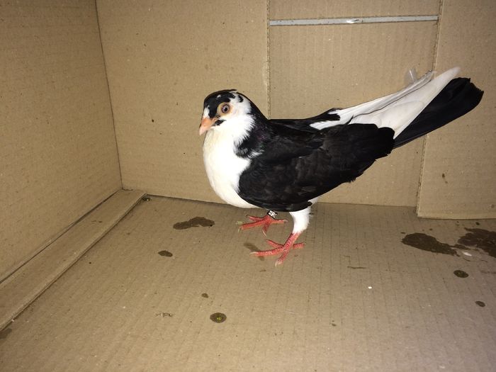 12197_2 - tineret 2016