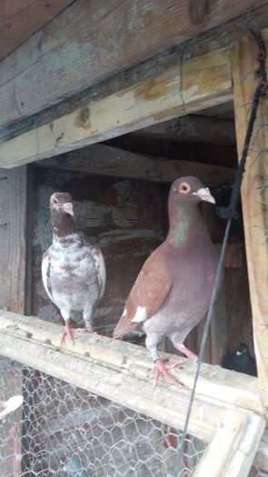 20160721_203138 - AAAAABBBB Voiajori 2016