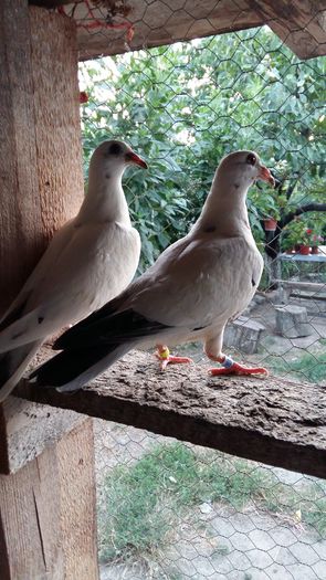 20160721_204300 - AAAAABBBB Voiajori 2016