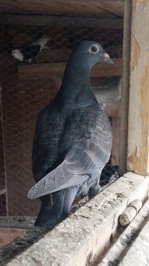 20160720_191841 - AAAAABBBB Voiajori 2016