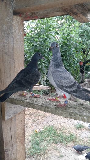 20160720_192348 - AAAAABBBB Voiajori 2016