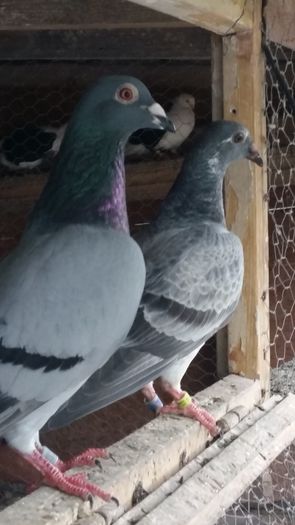 20160720_192201 - AAAAABBBB Voiajori 2016