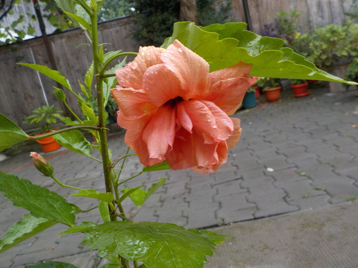 DSCN1169[1] - hibii mei