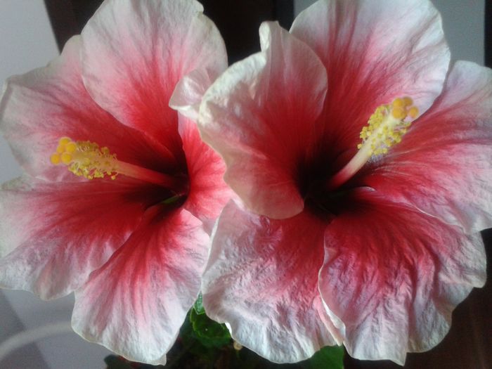 20160802_183019 - Hibiscus