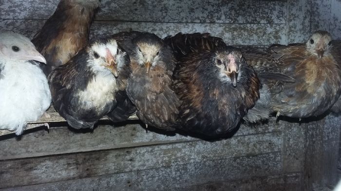 ameraucana 27-07 16 041