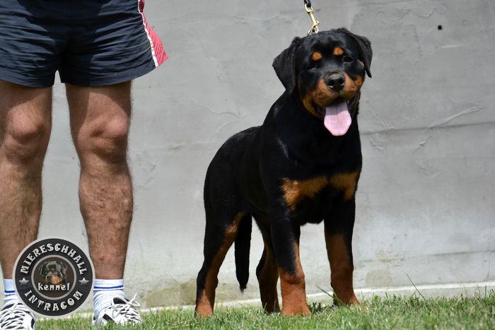 Femela Rottweiler - Elly Miereschhall Intracom - SOLD in UK