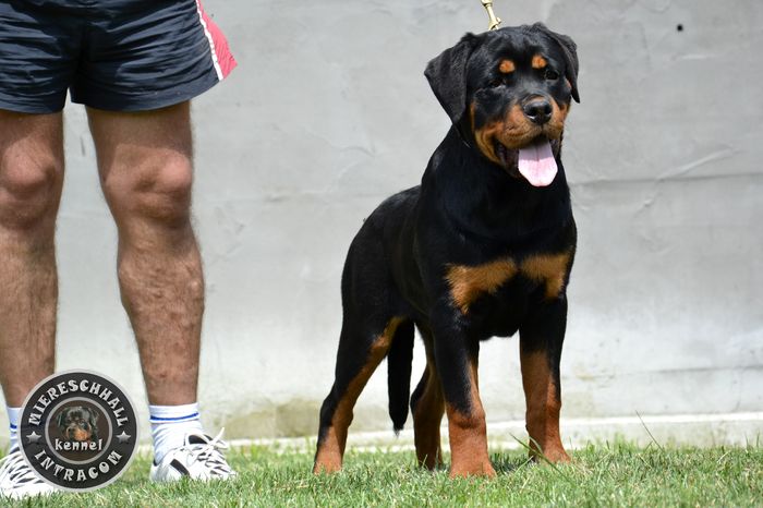 Femela Rottweiler