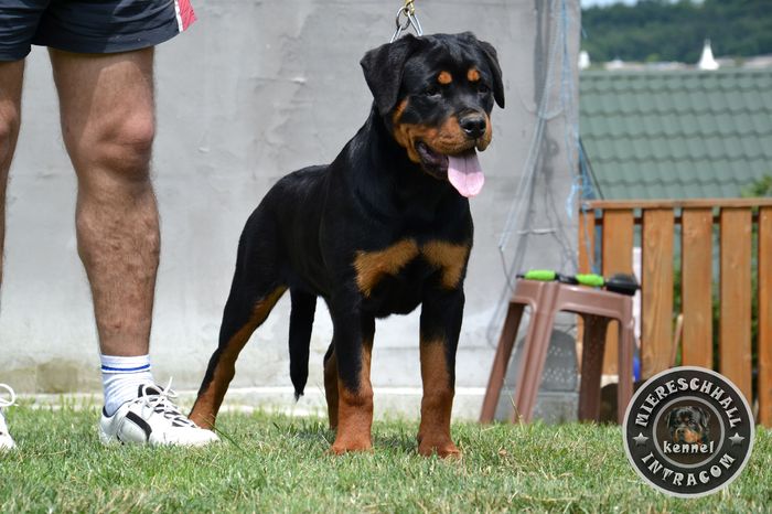 Femela Rottweiler - Elly Miereschhall Intracom - SOLD in UK