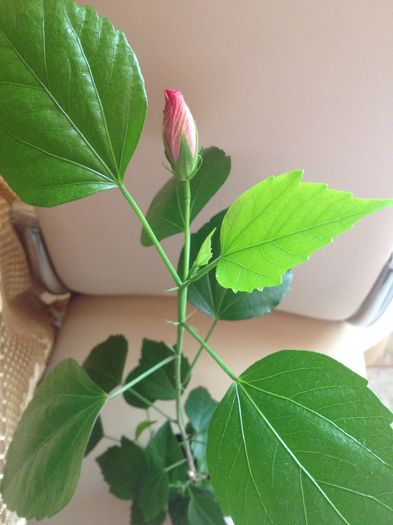 image - hibiscus