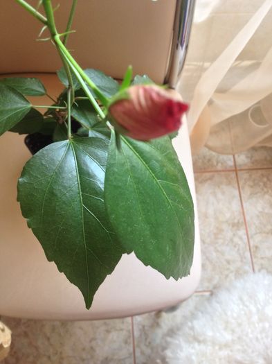 image - hibiscus