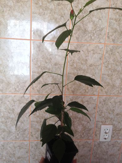 image - hibiscus