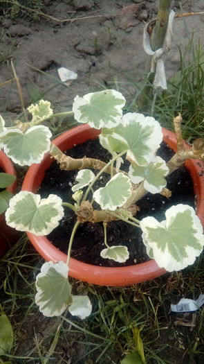 1470154314103-365899618 - Muscate si alte plante