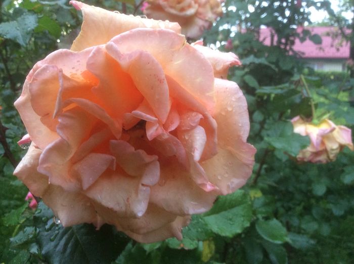 Doris thysterman - trandafiri