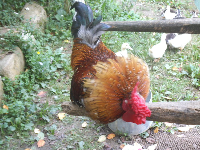 cocos pitic - gainile mele pitice la gramada  3