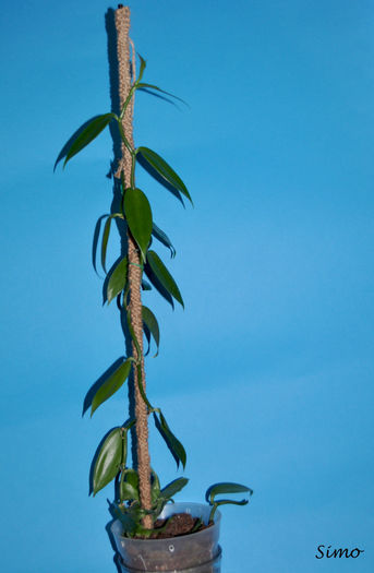 Inainte de transvazare 2 August - Vanilla panifolia