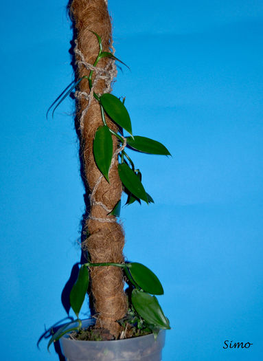 Dupa transvazare - Vanilla panifolia
