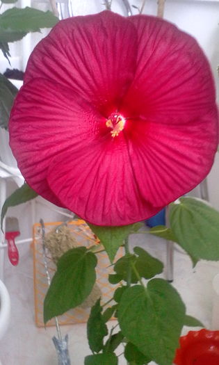 Hibiscus moscheutos Luna