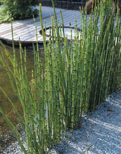 equisetum hyemale 10 - PLANTE ACVATICE