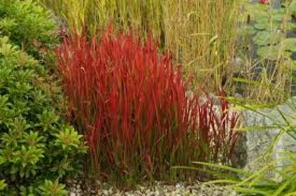 imperata cilindrica red baron 10 - PLANTE ACVATICE