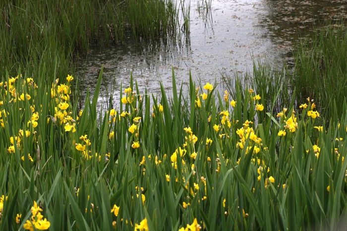 iris pseudoacorus 10 - PLANTE ACVATICE