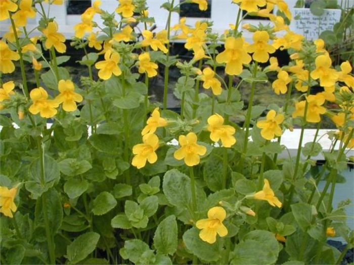 mimulus luteus 10