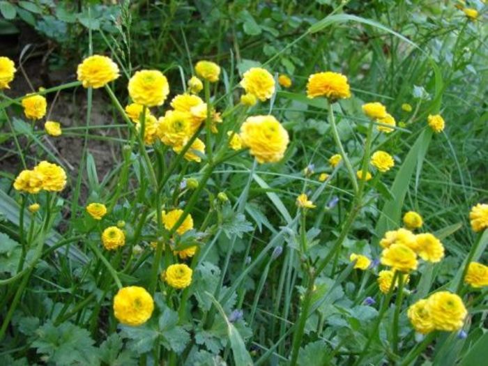 ranunculus acris multiplex 8 - PLANTE ACVATICE