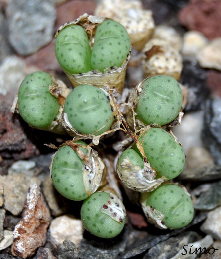 Conophytum minutum - Cactusi si suculente