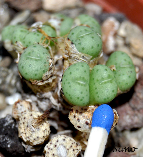 Conophytum minutum - Cactusi si suculente