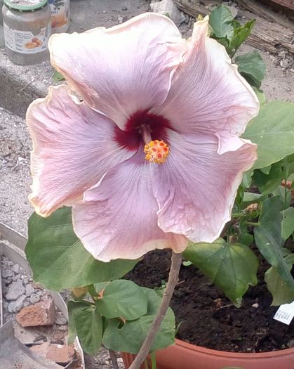 Anna Lynn pe 2 august - Hibiscus