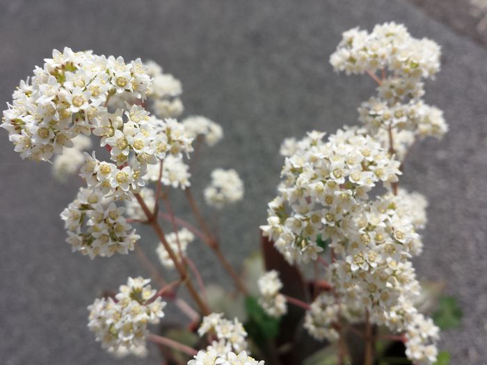 Crassula orbicularis var rosularis - Plante de balcon si camera - 2016