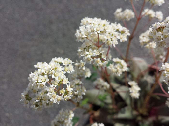 Crassula orbicularis var rosularis - Plante de balcon si camera - 2016