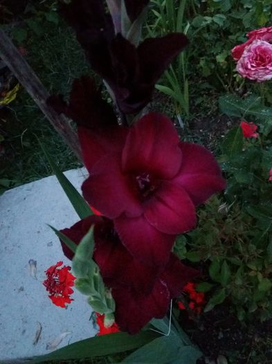 20160802_205343 - Colectia de gladiole 2016