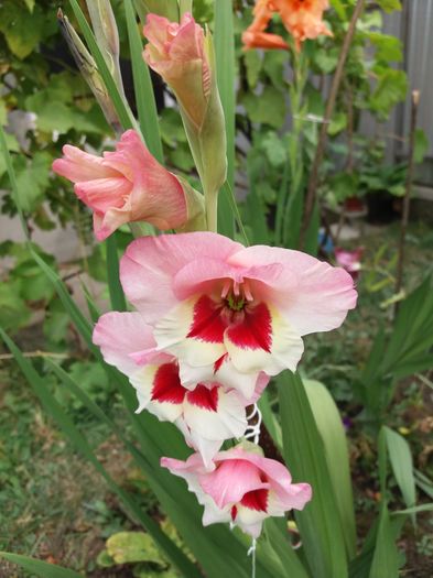 20160802_101307 - Colectia de gladiole 2016