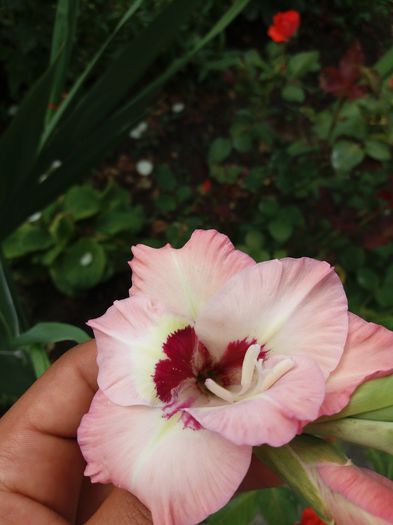 20160802_101133 - Colectia de gladiole 2016